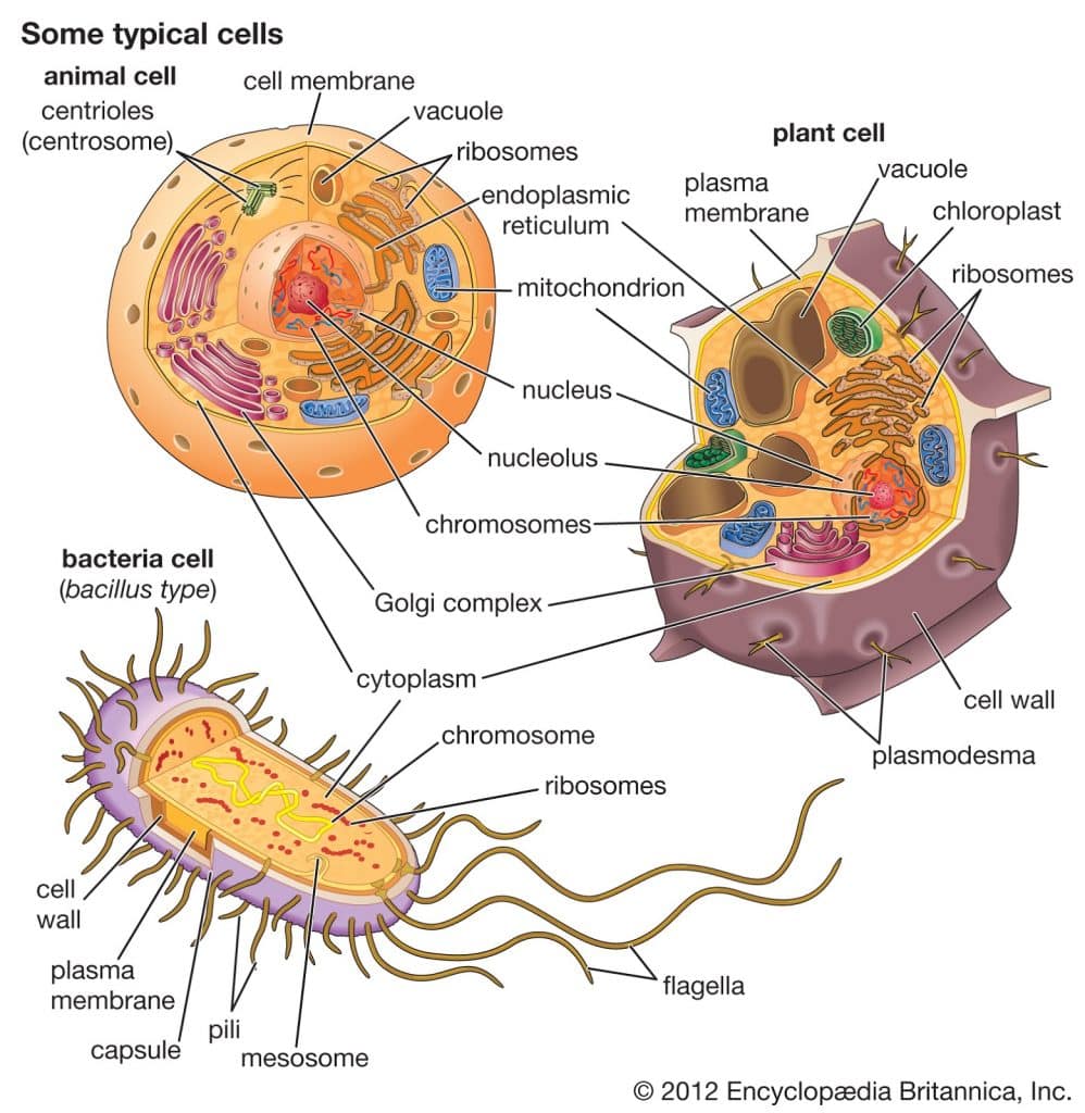 struktur tubuh bakteri